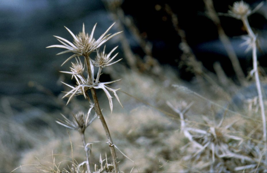 Cardo - Vall de Nuria - Girona - Catalunya